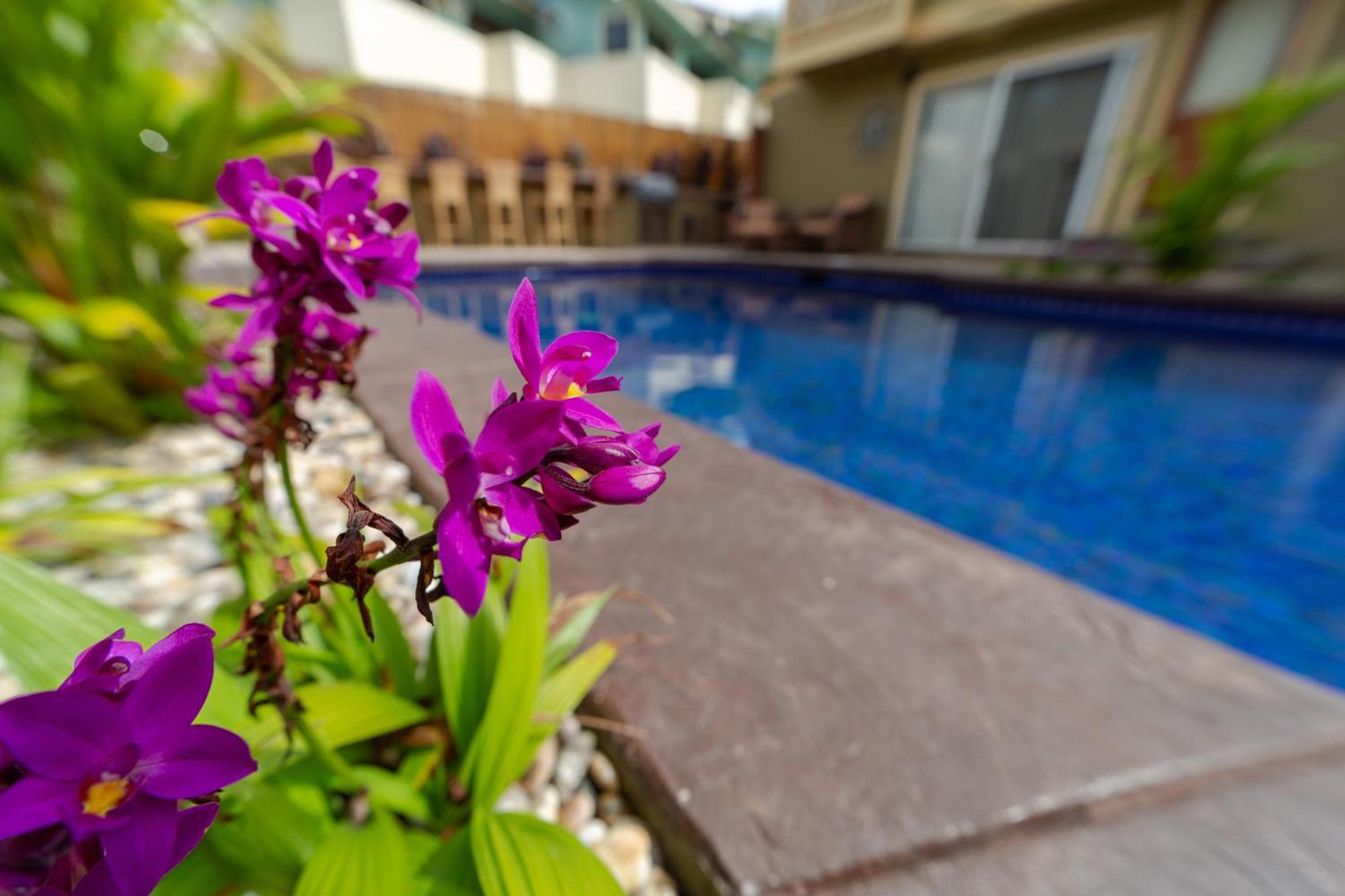 Bamboo Suite, 1 Bedroom, Sleeps 4, Pool & Bbq, Pre-Renovation Summer Sale Kihei Eksteriør billede