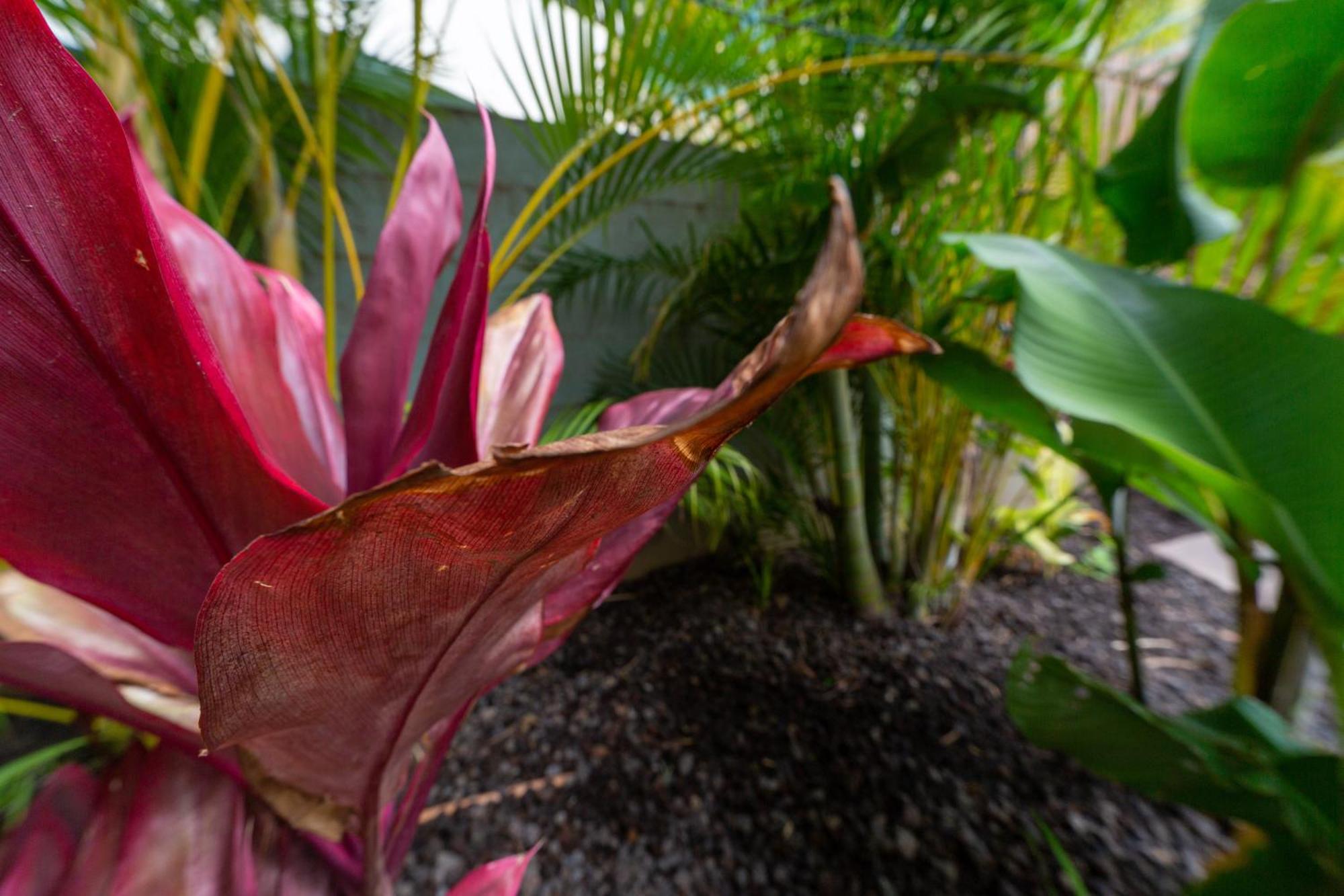 Bamboo Suite, 1 Bedroom, Sleeps 4, Pool & Bbq, Pre-Renovation Summer Sale Kihei Eksteriør billede